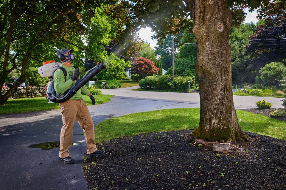 lifestyle photography of mosquito squad worker spraying chemicals at a tree for Mosquito squad of Chelmsford, MA.